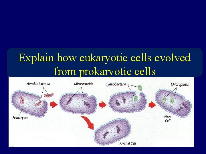 Explain how eukaryotic cells evolved from prokaryotic cells 