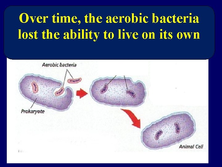 Over time, the aerobic bacteria lost the ability to live on its own Over time, the aerobic bacteria lost the ability to live on its own