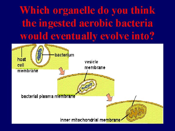 Which organelle do you think the ingested aerobic bacteria would eventually evolve into? Which organelle do you think the ingested aerobic bacteria would eventually evolve into?