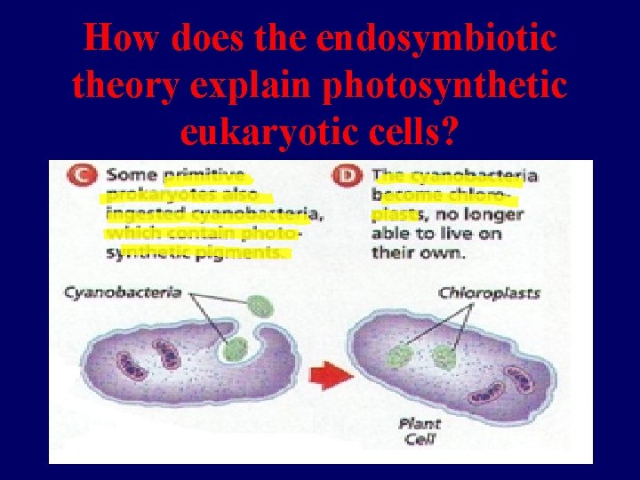 How does the endosymbiotic theory explain photosynthetic eukaryotic cells? How does the endosymbiotic theory explain photosynthetic eukaryotic cells?
