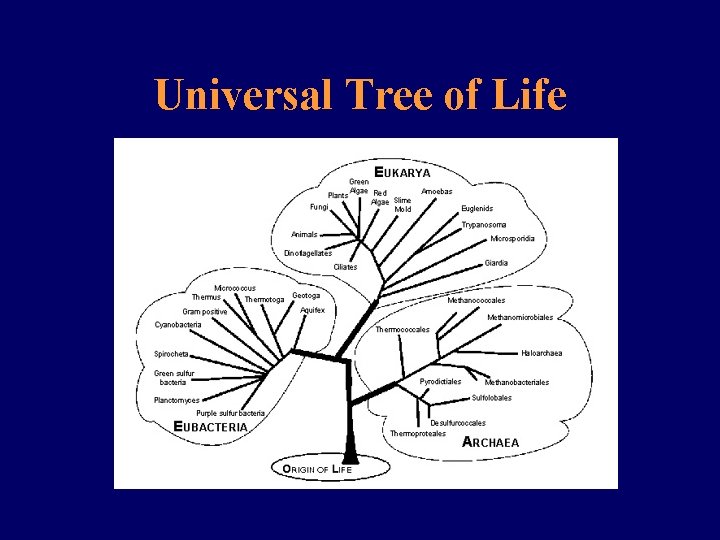 Universal Tree of Life Universal Tree of Life