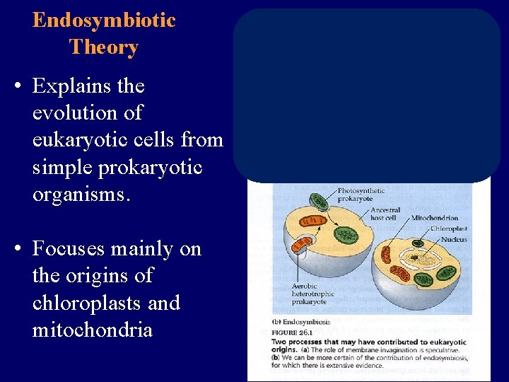 Endosymbiotic Theory • Explains the evolution of eukaryotic cells from simple prokaryotic organisms. •