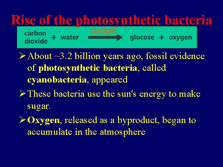 Rise of the photosynthetic bacteria Ø About ~3. 2 billion years ago, fossil evidence