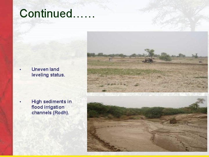 Continued…… • Uneven land leveling status. • High sediments in flood irrigation channels (Rodh).