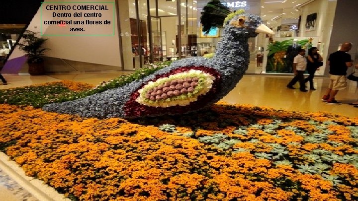 CENTRO COMERCIAL Dentro del centro comercial una flores de aves. 