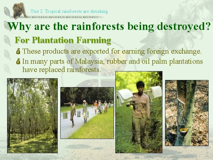 Unit 2 Tropical rainforests are shrinking Why are the rainforests being destroyed? For Plantation