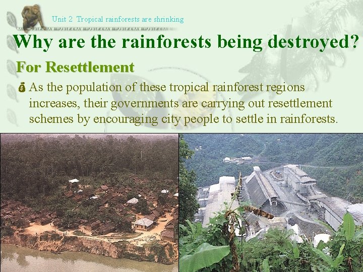 Unit 2 Tropical rainforests are shrinking Why are the rainforests being destroyed? For Resettlement