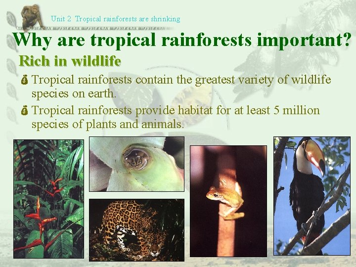 Unit 2 Tropical rainforests are shrinking Why are tropical rainforests important? Rich in wildlife