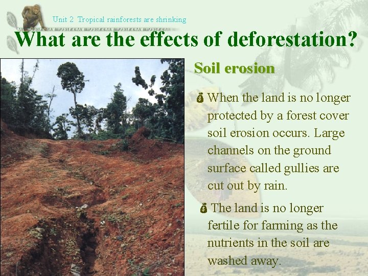 Unit 2 Tropical rainforests are shrinking What are the effects of deforestation? Soil erosion