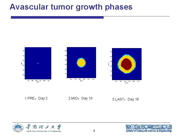 Avascular tumor growth phases 1. PRE：Day 2 2. MID：Day 10 3. LAST：Day 18 4