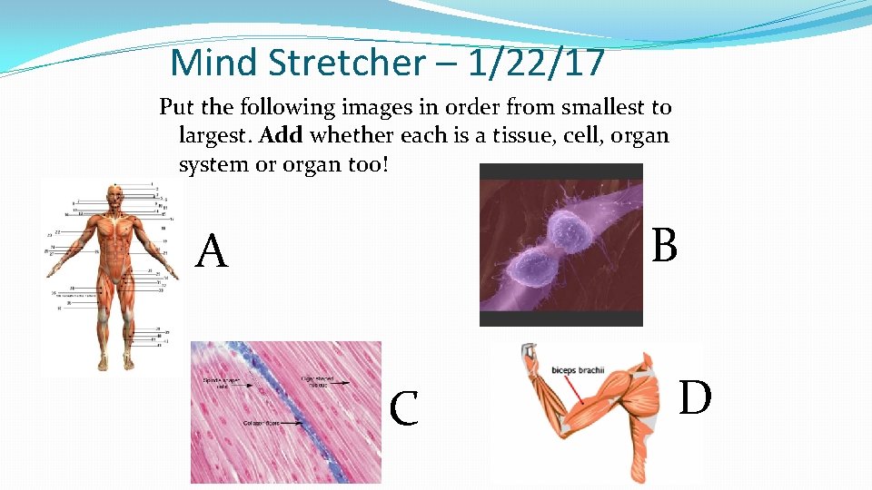 Mind Stretcher – 1/22/17 Put the following images in order from smallest to largest.