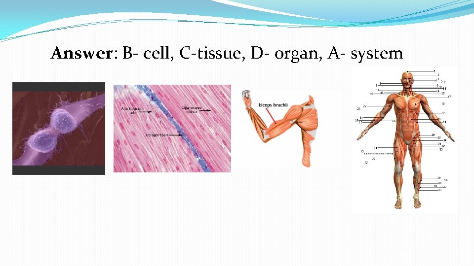 Answer: B- cell, C-tissue, D- organ, A- system 