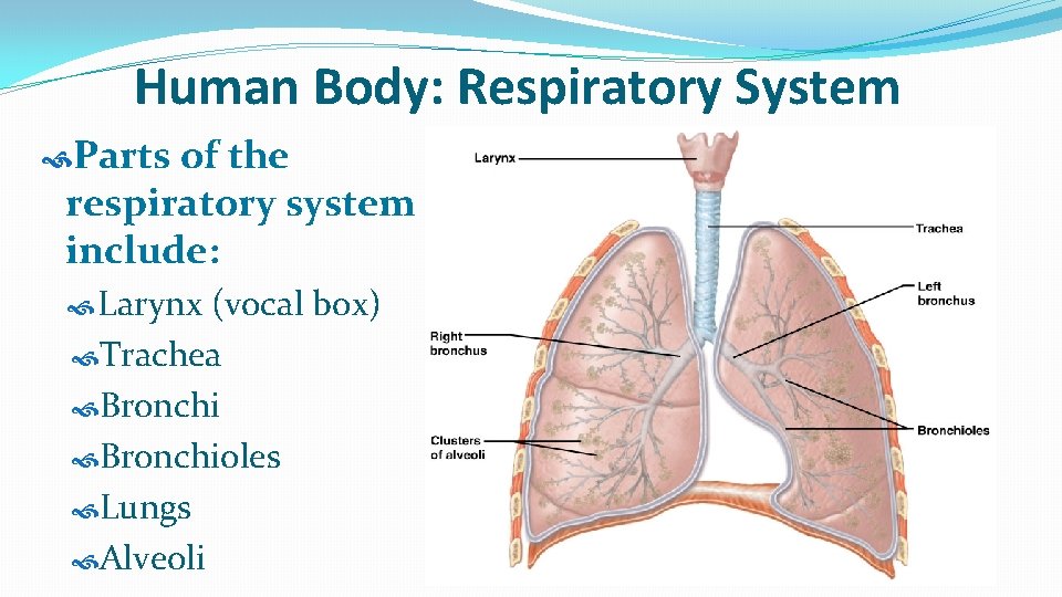 Human Body: Respiratory System Parts of the respiratory system include: Larynx (vocal box) Trachea