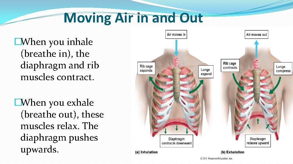 Moving Air in and Out �When you inhale (breathe in), the diaphragm and rib