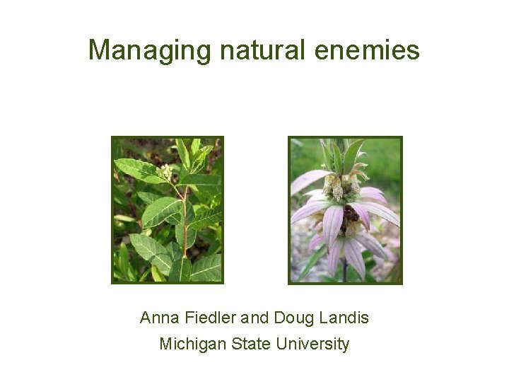 Managing natural enemies Anna Fiedler and Doug Landis Michigan State University 