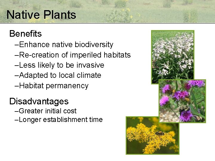 Native Plants Benefits –Enhance native biodiversity –Re-creation of imperiled habitats –Less likely to be