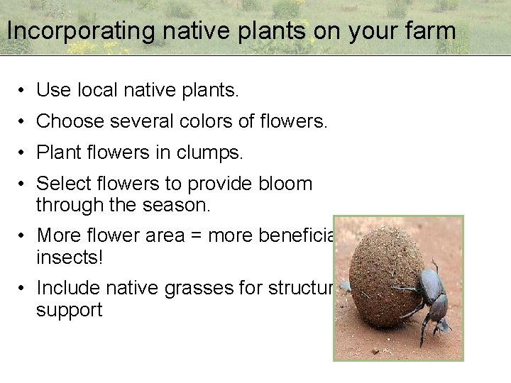 Incorporating native plants on your farm • Use local native plants. • Choose several