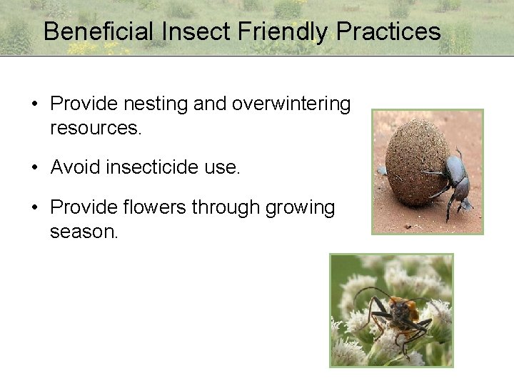 Beneficial Insect Friendly Practices • Provide nesting and overwintering resources. • Avoid insecticide use.