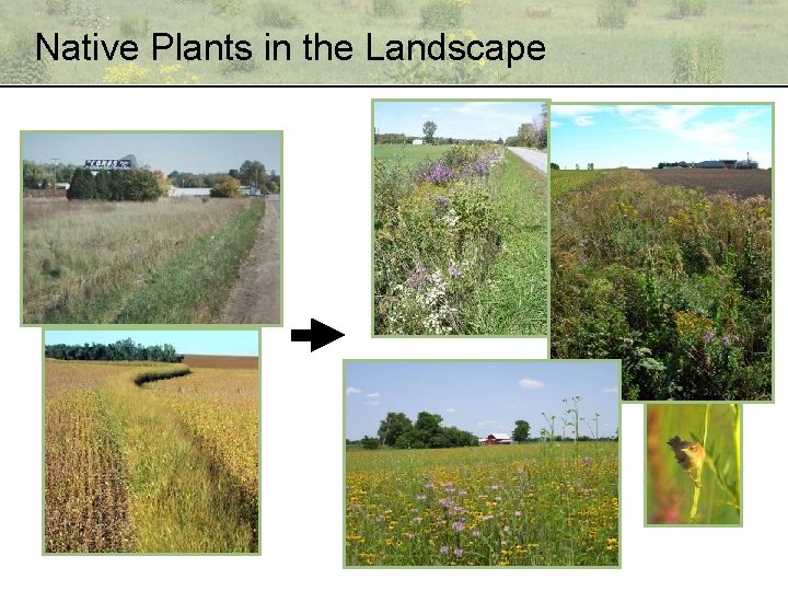 Native Plants in the Landscape 