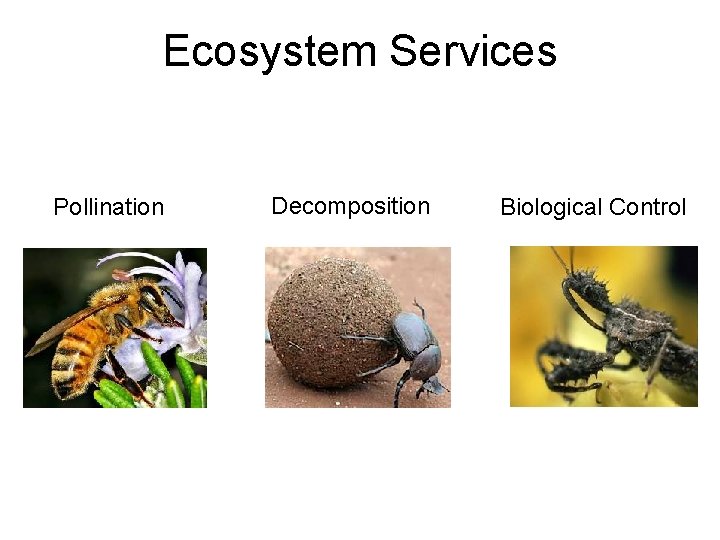 Ecosystem Services Pollination Decomposition Biological Control 