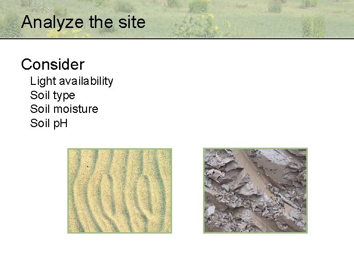 Analyze the site Consider Light availability Soil type Soil moisture Soil p. H 