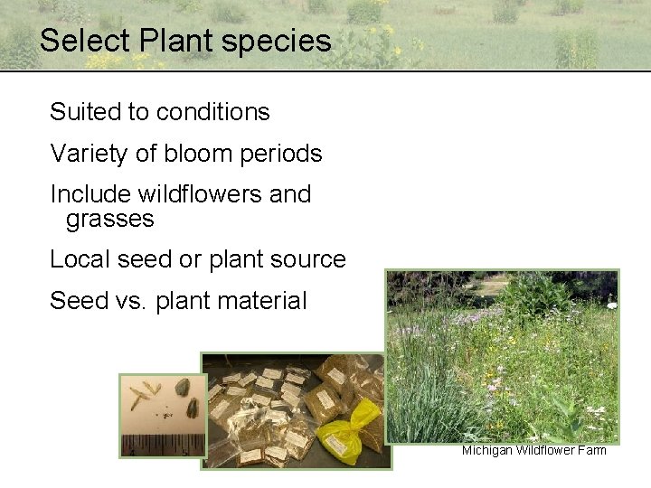 Select Plant species Suited to conditions Variety of bloom periods Include wildflowers and grasses