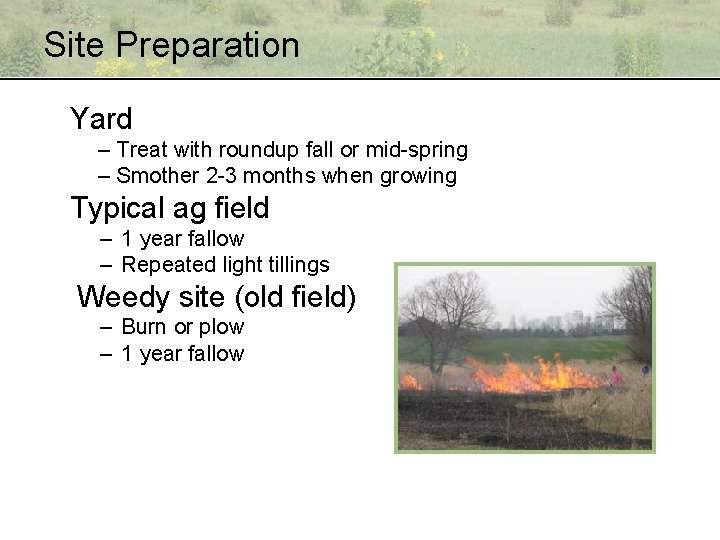 Site Preparation Yard – Treat with roundup fall or mid-spring – Smother 2 -3