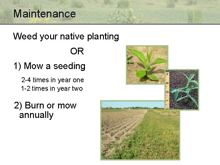 Maintenance Weed your native planting OR 1) Mow a seeding 2 -4 times in