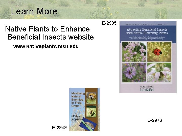 Learn More Native Plants to Enhance Beneficial Insects website E-2985 www. nativeplants. msu. edu