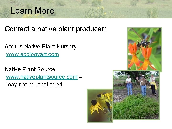 Learn More Contact a native plant producer: Acorus Native Plant Nursery www. ecologyart. com