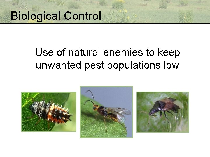 Biological Control Use of natural enemies to keep unwanted pest populations low 