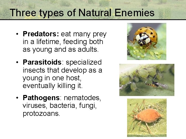 Three types of Natural Enemies • Predators: eat many prey in a lifetime, feeding