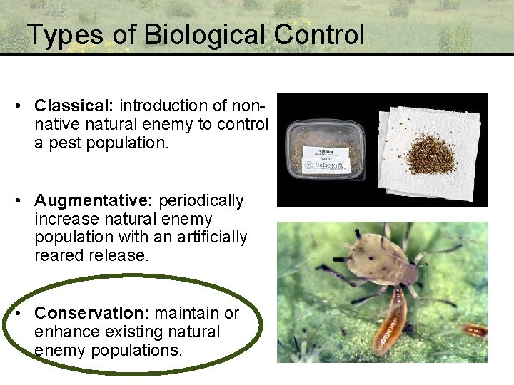 Types of Biological Control • Classical: introduction of nonnative natural enemy to control a