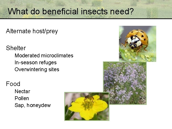 What do beneficial insects need? Alternate host/prey Shelter Moderated microclimates In-season refuges Overwintering sites