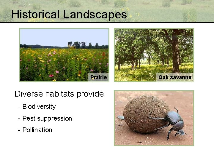 Historical Landscapes Prairie Diverse habitats provide - Biodiversity - Pest suppression - Pollination Oak