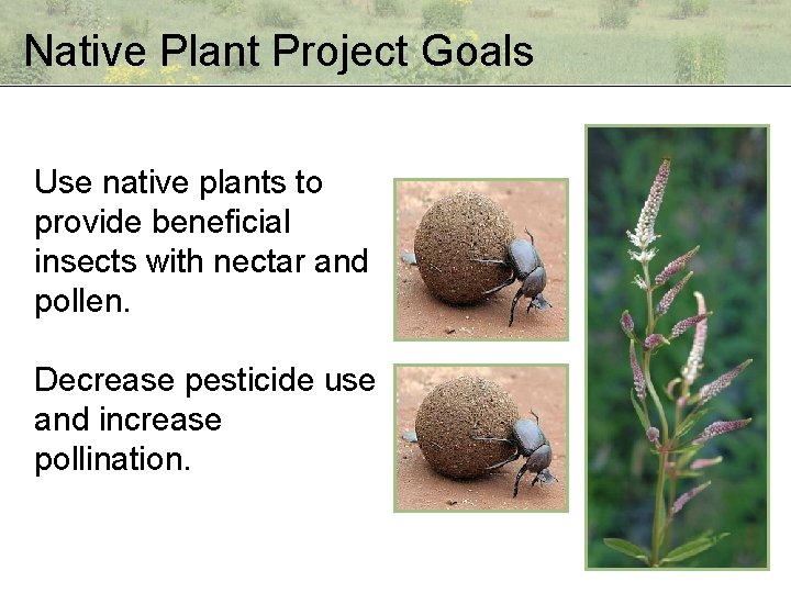 Native Plant Project Goals Use native plants to provide beneficial insects with nectar and