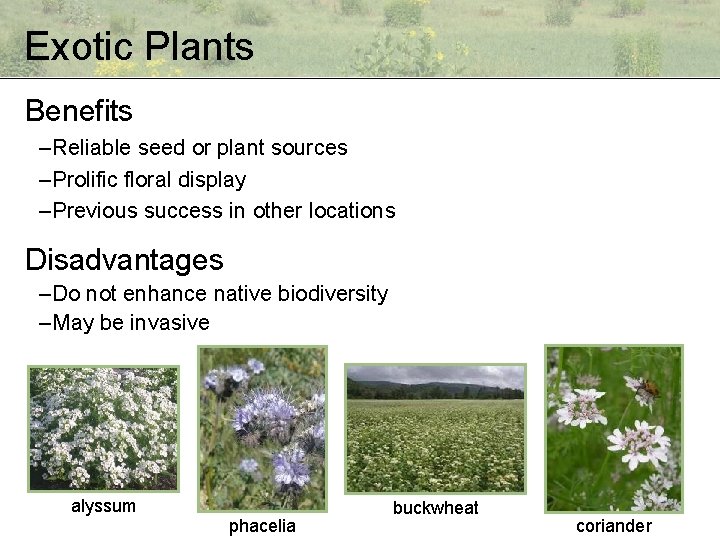 Exotic Plants Benefits – Reliable seed or plant sources – Prolific floral display –