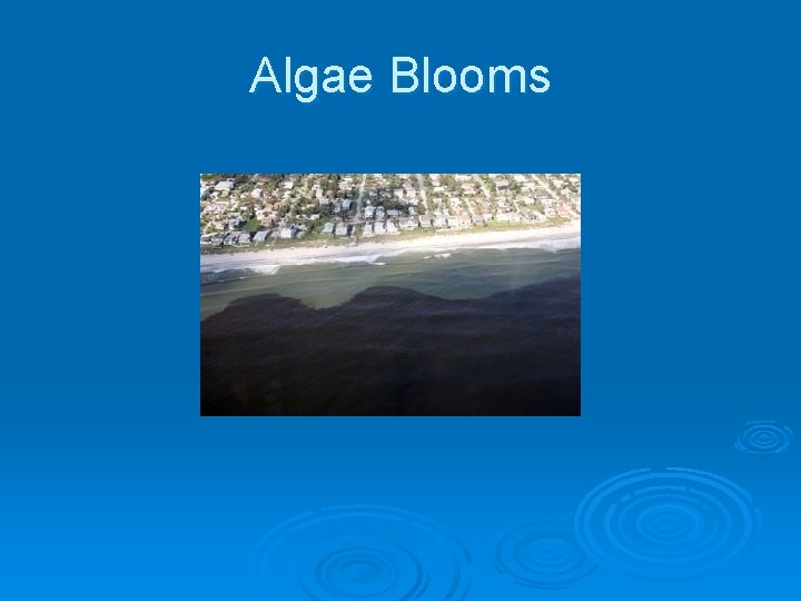 Algae Blooms 