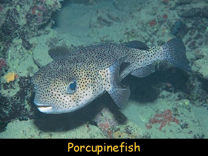 Porcupinefish 