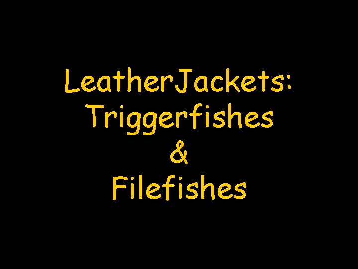 Leather. Jackets: Triggerfishes & Filefishes 