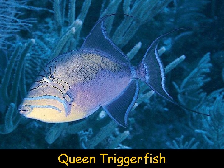 Queen Triggerfish 