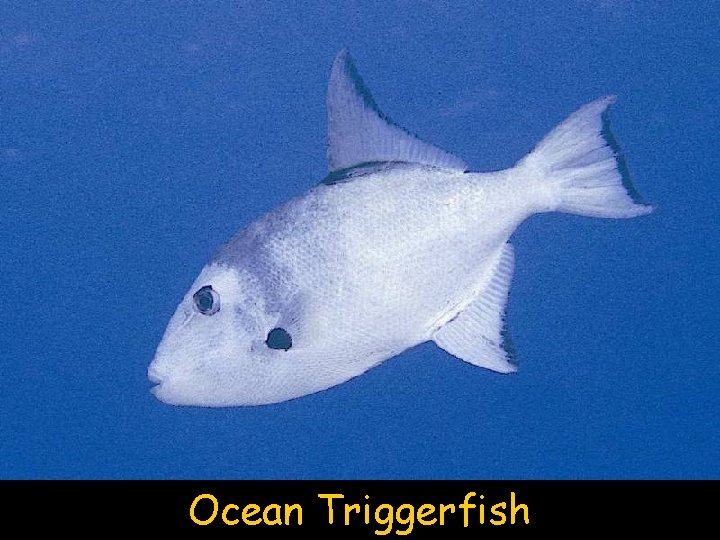 Ocean Triggerfish 