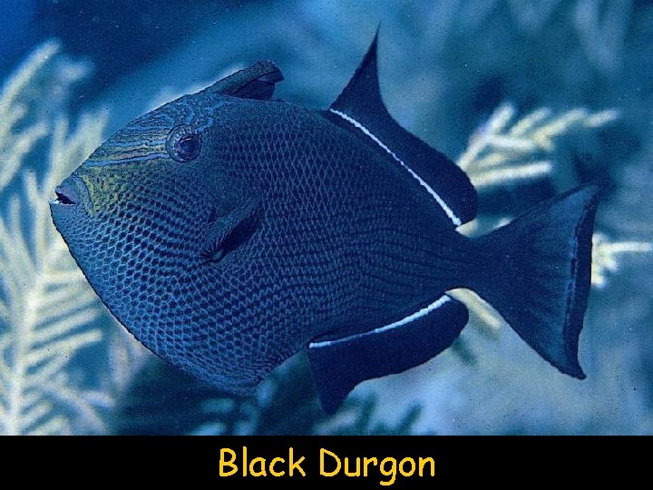 Black Durgon 