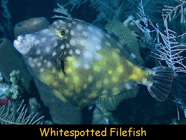 Whitespotted Filefish 