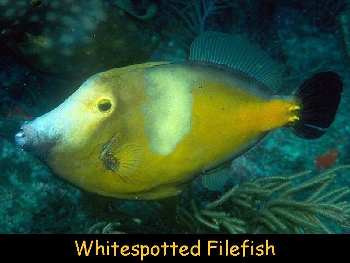 Whitespotted Filefish 