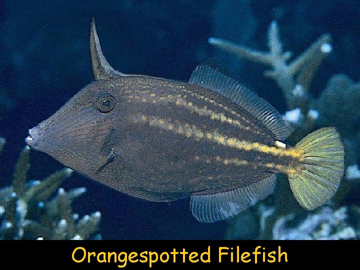 Orangespotted Filefish 