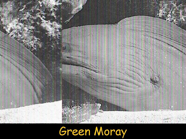 Green Moray 