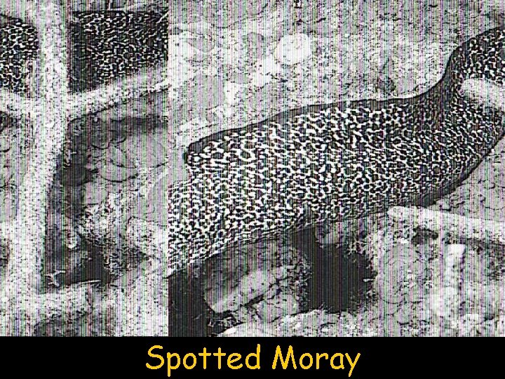 Spotted Moray 