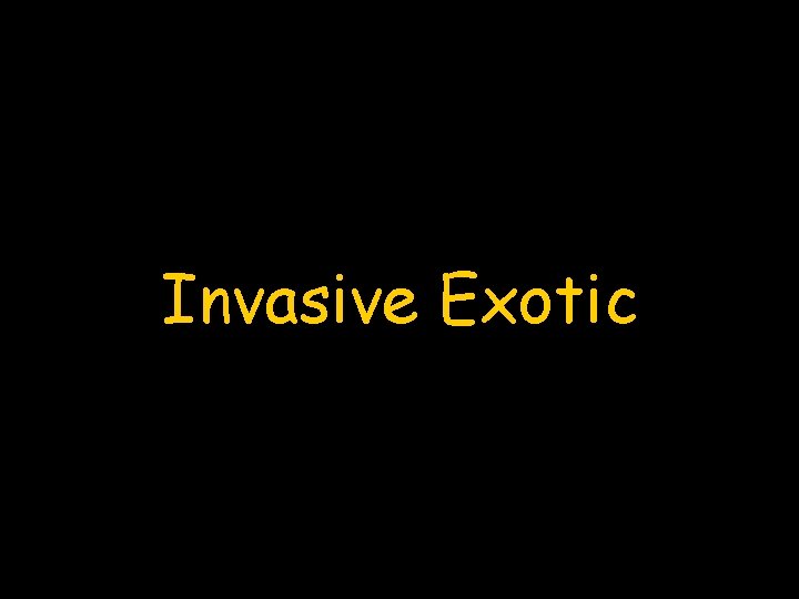 Invasive Exotic 