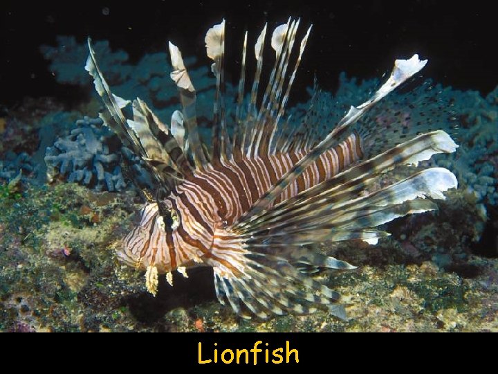 Lionfish 